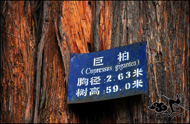 林芝巨柏林