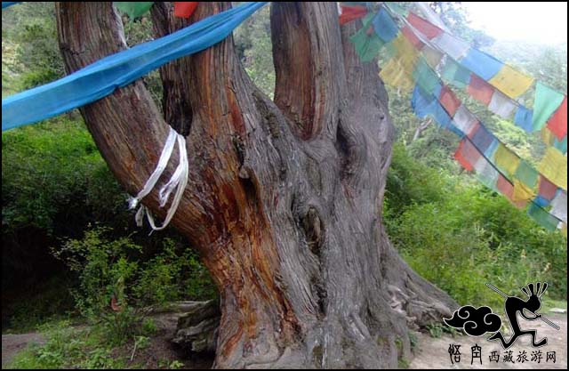 林芝巨柏林